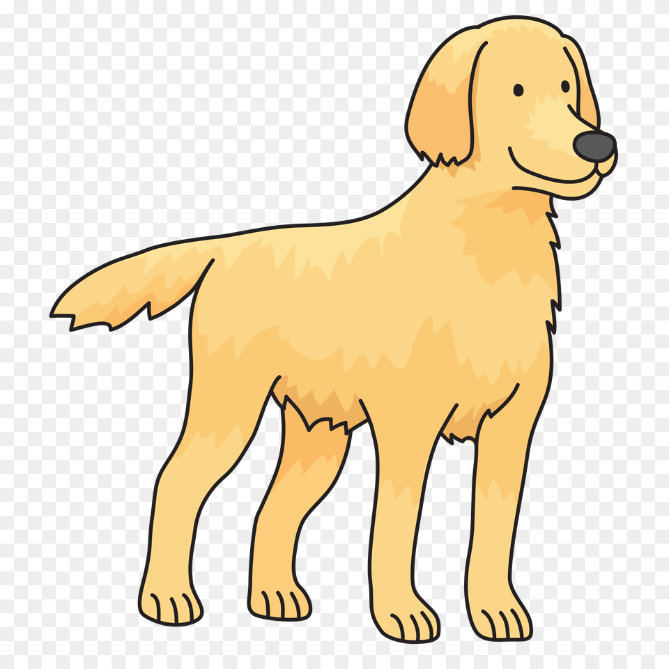 Labrador Retriever, Animal, Canine, Dog, Golden Retriever Png