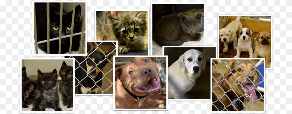 Labrador Retriever, Art, Collage, Animal, Canine Free Png