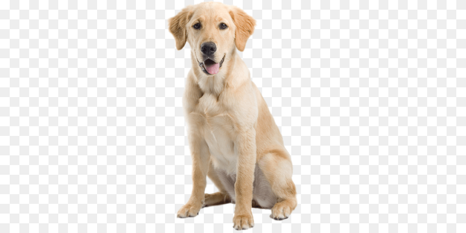 Labrador Retriever, Animal, Canine, Dog, Golden Retriever Free Png Download
