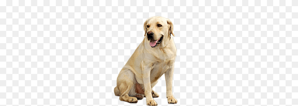 Labrador Retriever, Animal, Canine, Dog, Labrador Retriever Png Image