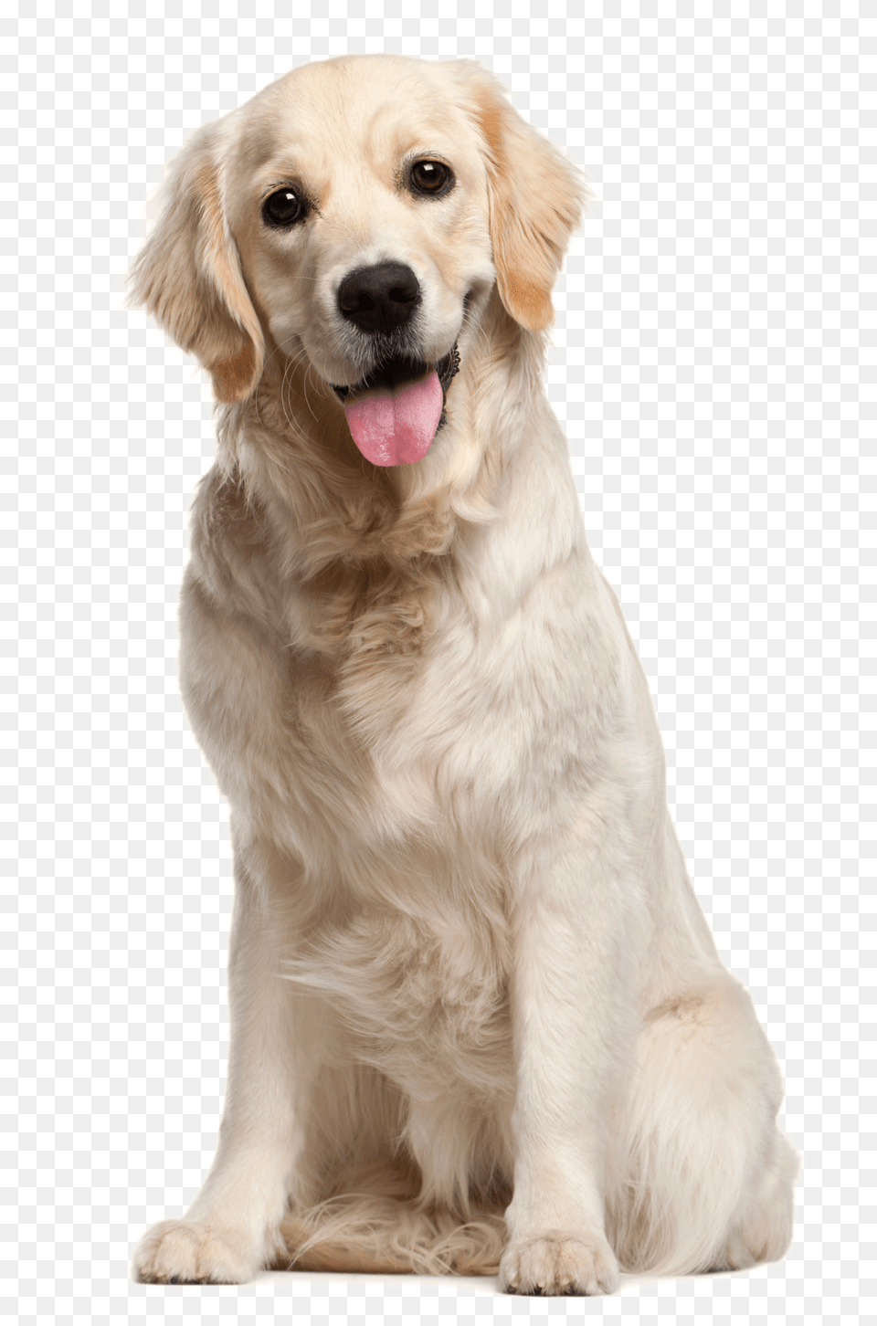 Labrador Retriever, Animal, Canine, Dog, Mammal Png Image
