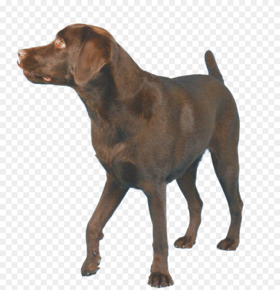 Labrador Retriever, Animal, Canine, Dog, Labrador Retriever Free Png