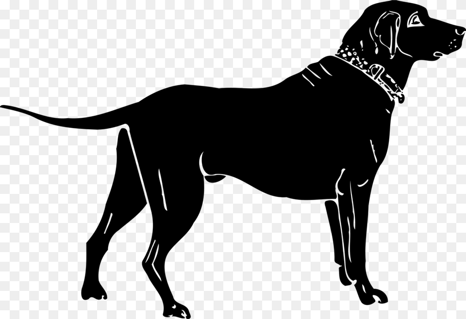 Labrador Retriever, Gray Free Png