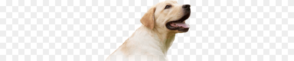 Labrador Retriever, Animal, Canine, Dog, Labrador Retriever Free Transparent Png