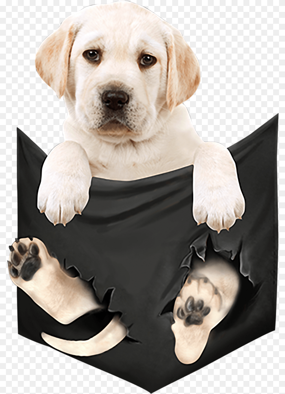 Labrador Retriever, Pet, Animal, Canine, Dog Free Png