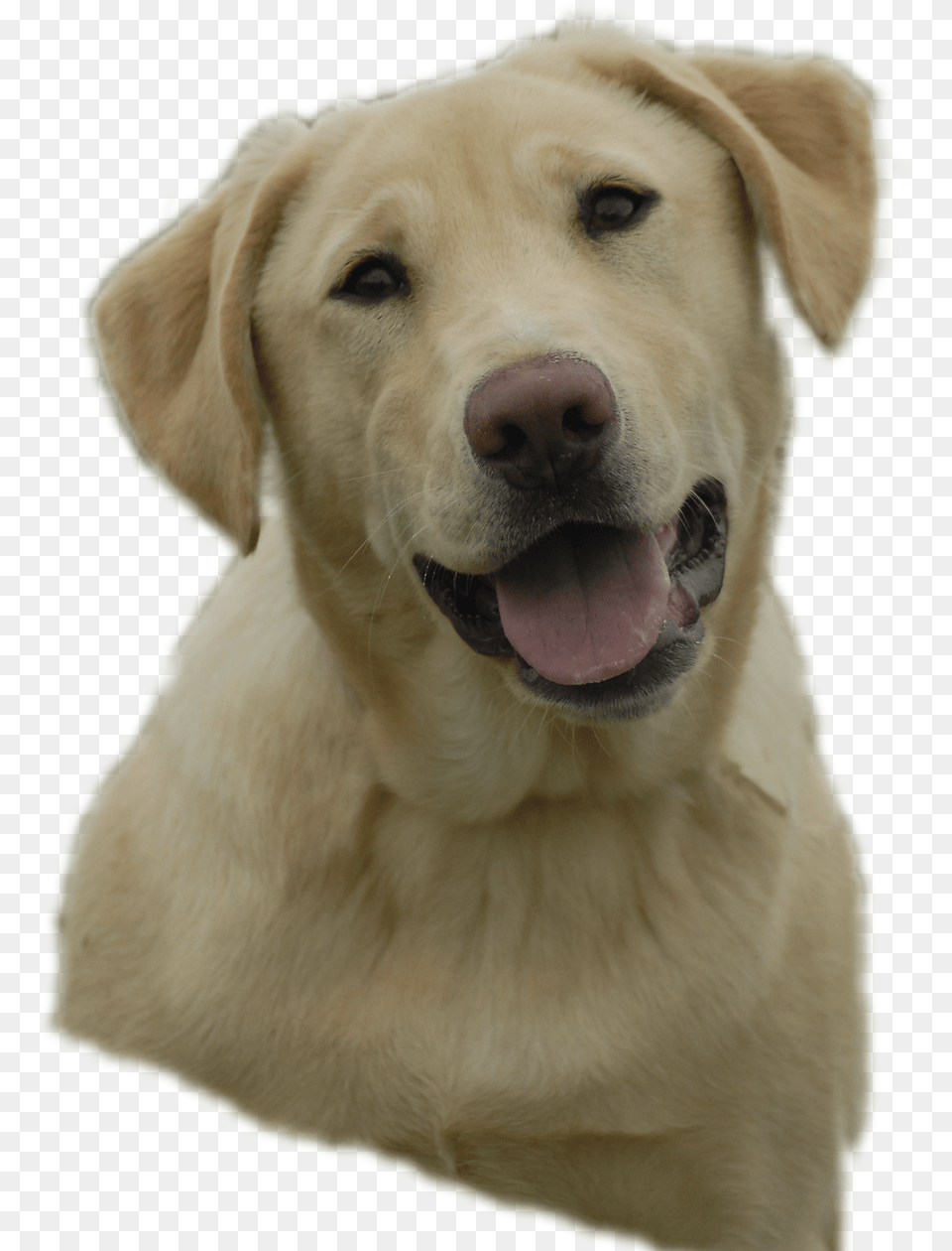 Labrador Retriever, Baseball, Baseball Glove, Clothing, Glove Png Image