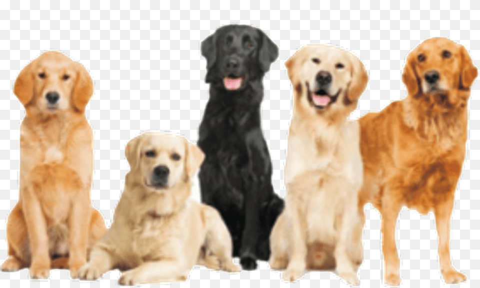 Labrador Retriever, Animal, Canine, Dog, Golden Retriever Free Transparent Png