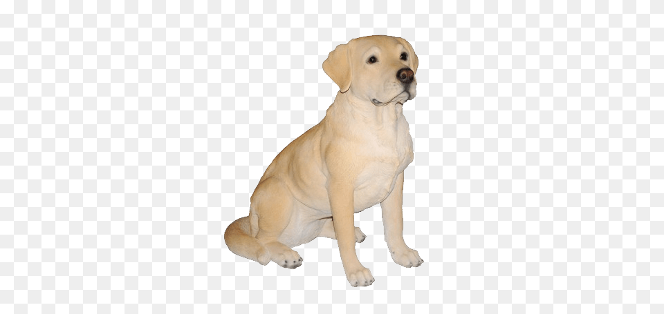 Labrador Retriever, Animal, Canine, Dog, Labrador Retriever Free Transparent Png