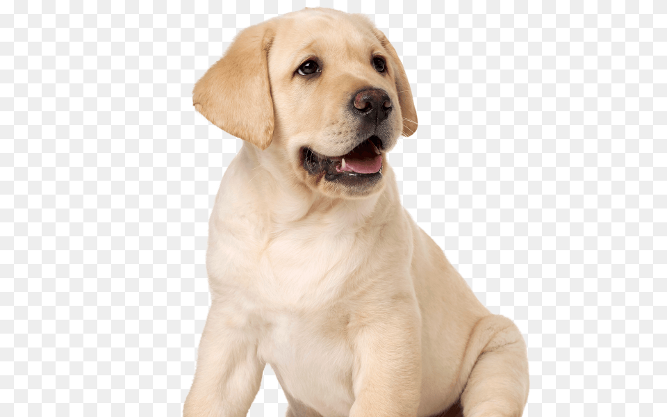 Labrador Retriever, Animal, Canine, Dog, Labrador Retriever Png