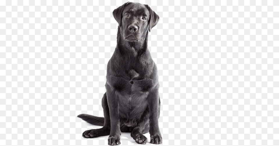 Labrador Retriever, Animal, Canine, Dog, Labrador Retriever Free Png Download