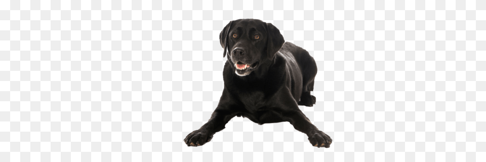 Labrador Retriever, Animal, Canine, Dog, Labrador Retriever Png Image