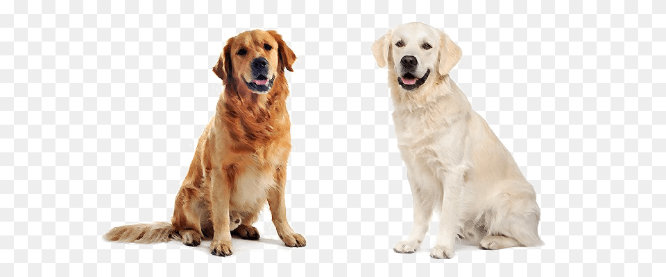 Labrador Retriever, Animal, Canine, Dog, Golden Retriever Png Image