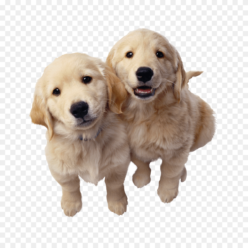 Labrador Retriever Png Image