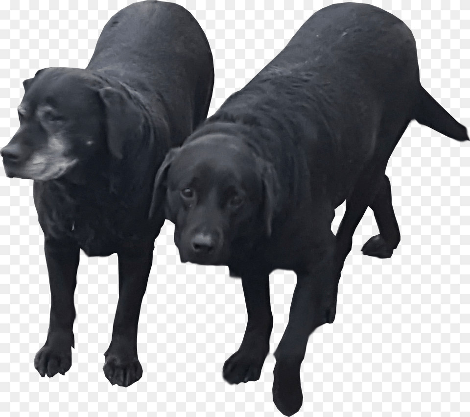 Labrador Retriever, Animal, Canine, Dog, Labrador Retriever Free Transparent Png