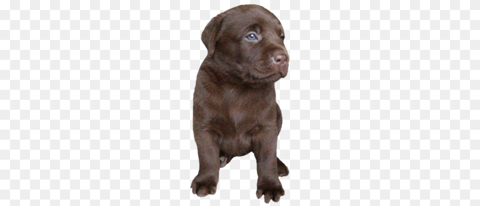 Labrador Retriever, Animal, Canine, Dog, Labrador Retriever Free Transparent Png