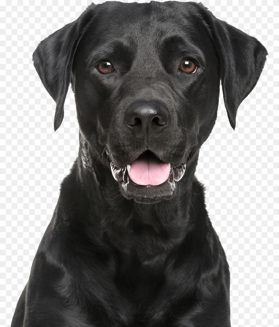 Labrador Retriever, Animal, Canine, Dog, Labrador Retriever Png