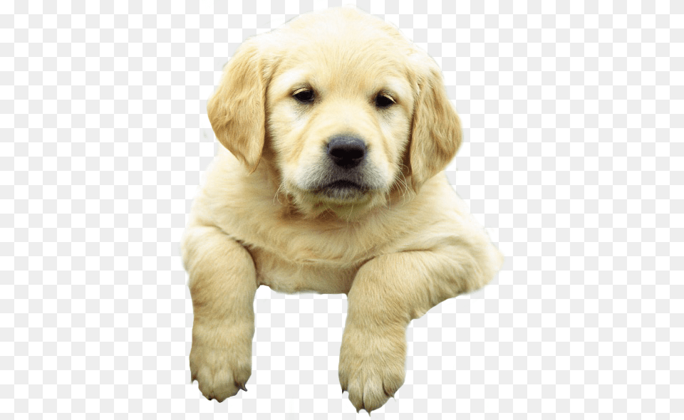 Labrador Retriever, Animal, Canine, Dog, Golden Retriever Free Transparent Png
