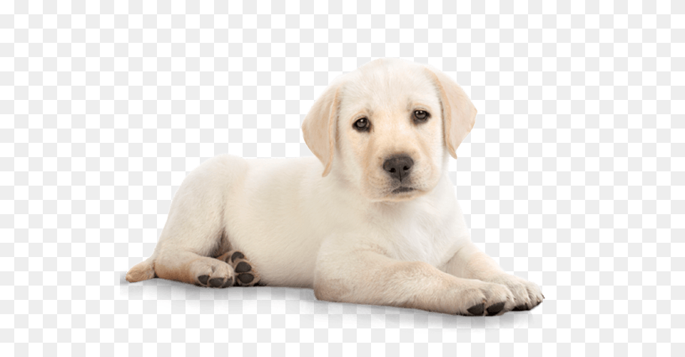 Labrador Retriever, Animal, Canine, Dog, Labrador Retriever Png Image
