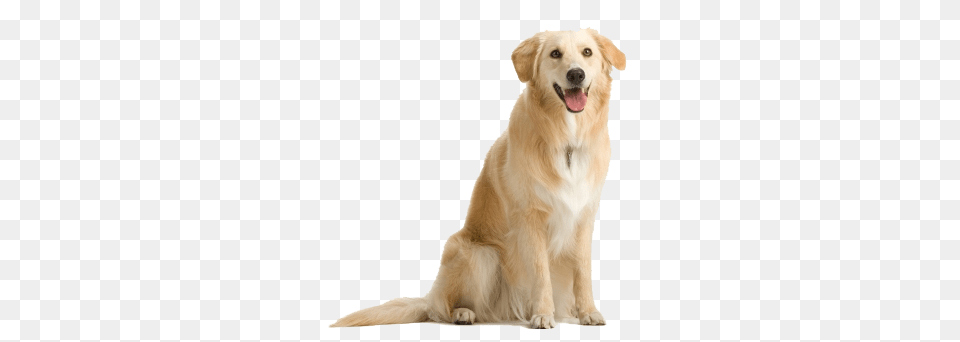 Labrador Retriever, Animal, Canine, Dog, Golden Retriever Free Png
