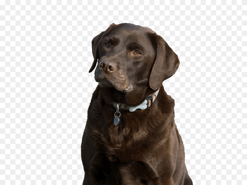 Labrador Retriever, Animal, Canine, Dog, Labrador Retriever Free Png