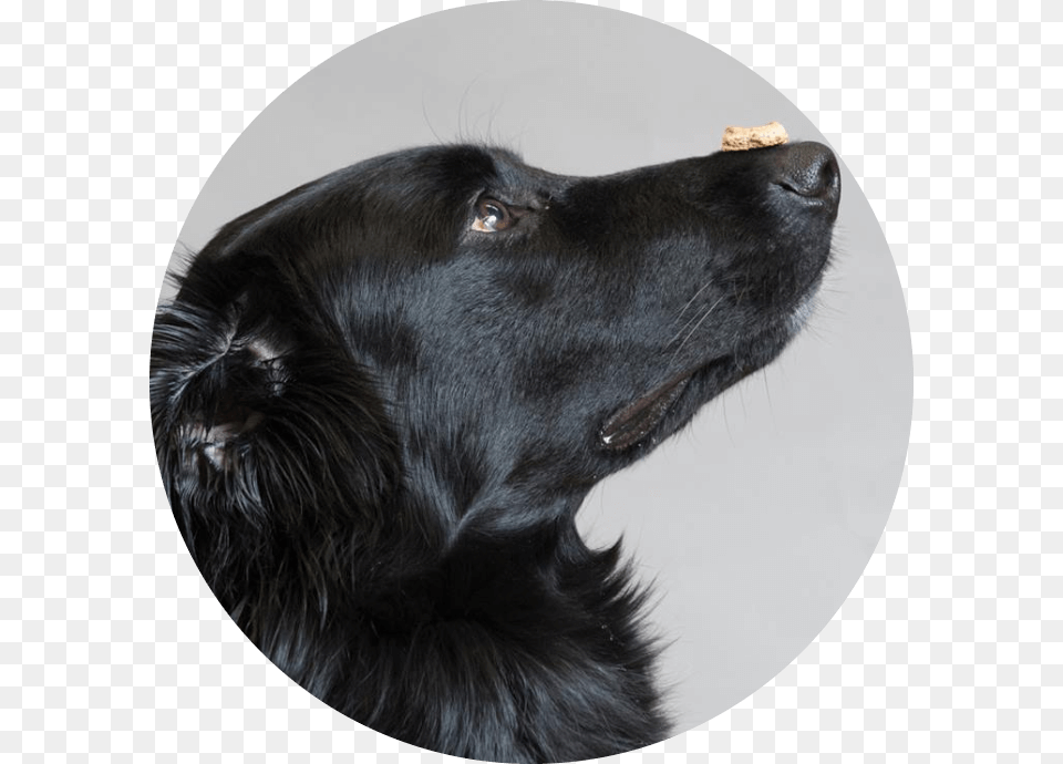 Labrador Retriever, Photography, Animal, Canine, Dog Png Image
