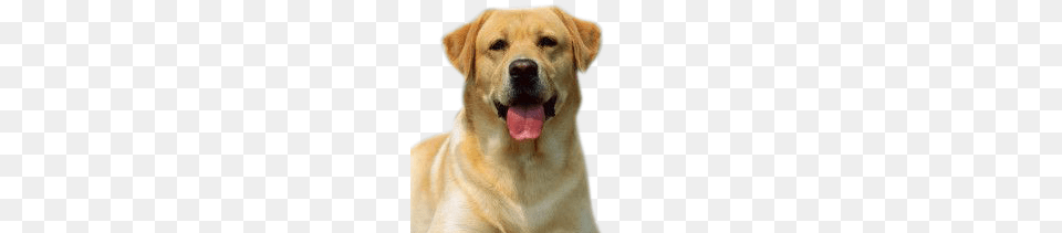Labrador Retriever, Animal, Canine, Dog, Labrador Retriever Free Transparent Png