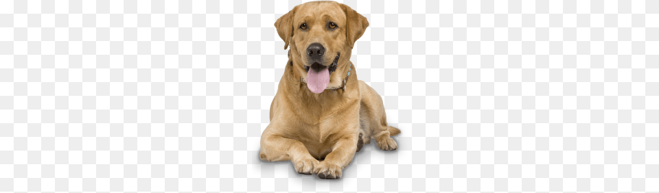 Labrador Retriever, Animal, Canine, Dog, Labrador Retriever Free Transparent Png