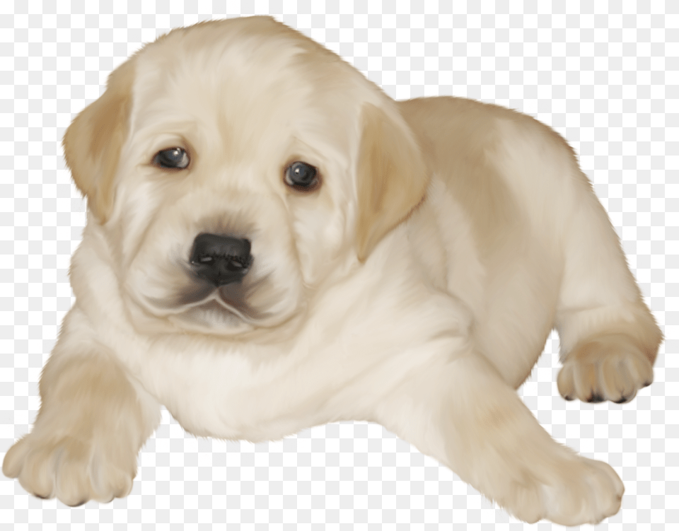 Labrador Retriever, Animal, Canine, Dog, Mammal Free Png Download