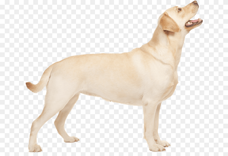 Labrador Retriever, Animal, Canine, Dog, Labrador Retriever Free Png Download