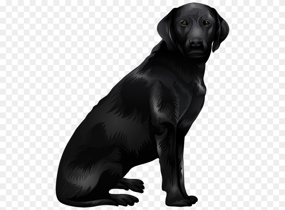 Labrador Retriever, Animal, Canine, Dog, Mammal Free Png Download