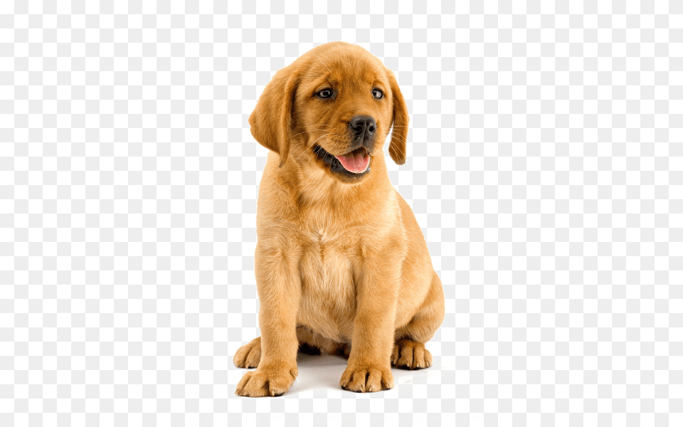 Labrador Retriever, Animal, Canine, Dog, Mammal Png