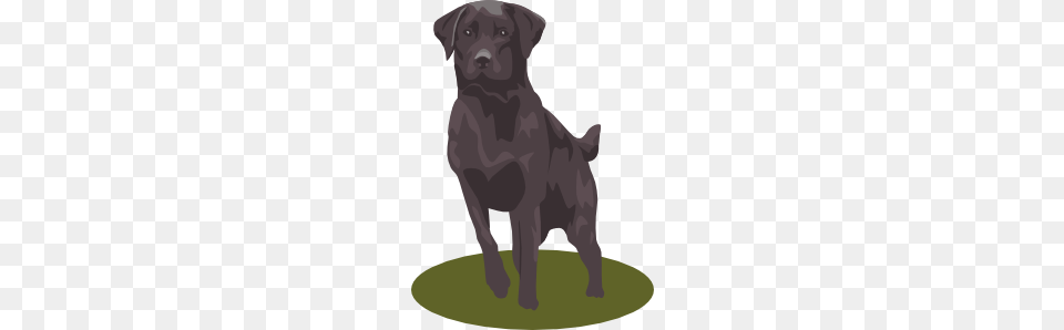 Labrador Retriever, Animal, Canine, Dog, Labrador Retriever Free Transparent Png