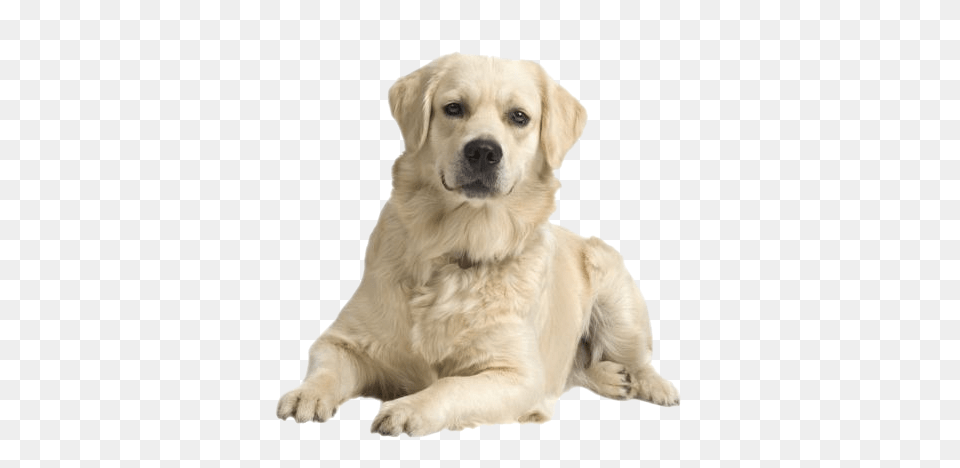 Labrador Retriever, Animal, Canine, Dog, Mammal Free Transparent Png
