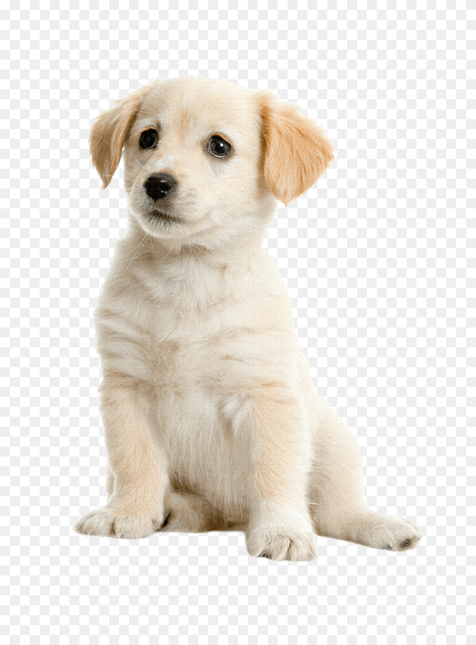 Labrador Retriever, Animal, Canine, Dog, Mammal Free Transparent Png