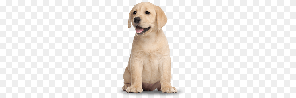 Labrador Retriever, Animal, Canine, Dog, Mammal Free Png Download
