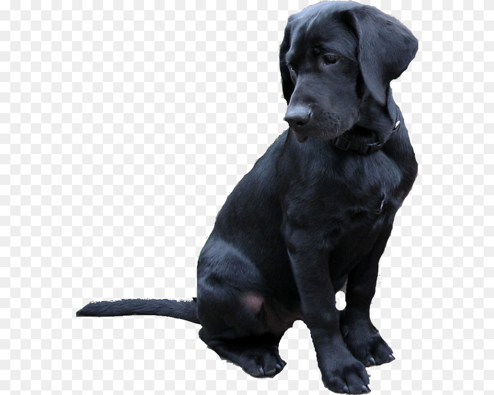 Labrador Retriever Black Dog, Animal, Canine, Labrador Retriever, Mammal Free Png