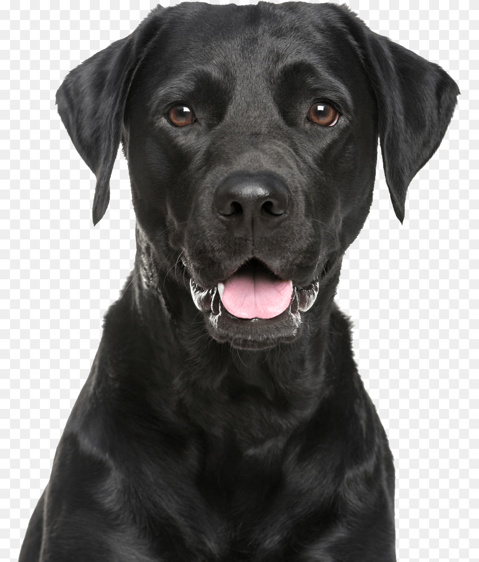 Labrador Retriever Black Lab Background, Animal, Canine, Dog, Labrador Retriever Png