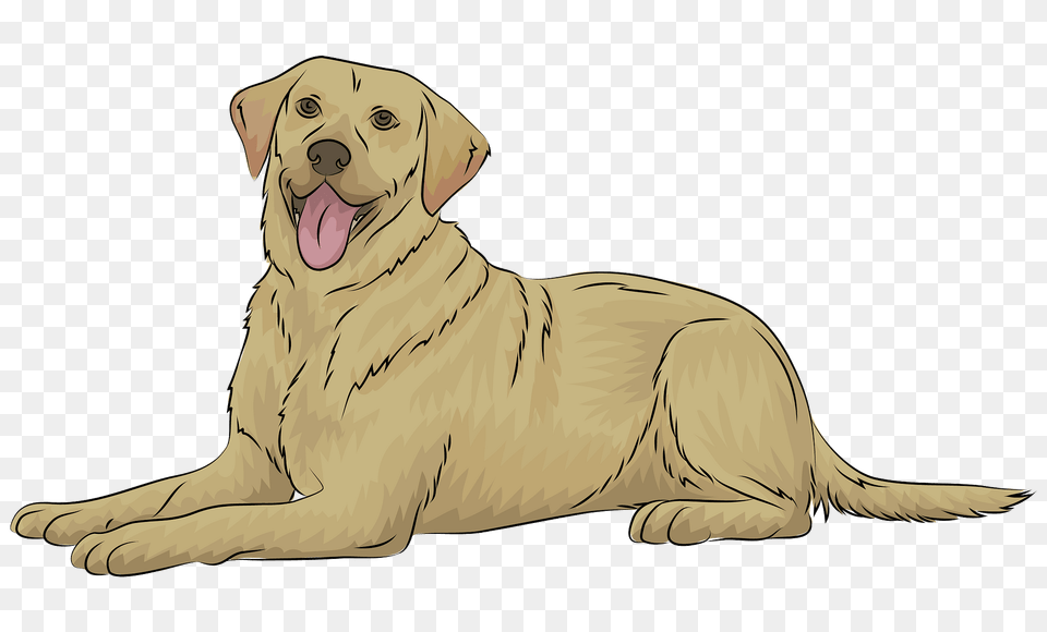 Labrador Retriever Clipart, Animal, Canine, Dog, Golden Retriever Free Transparent Png
