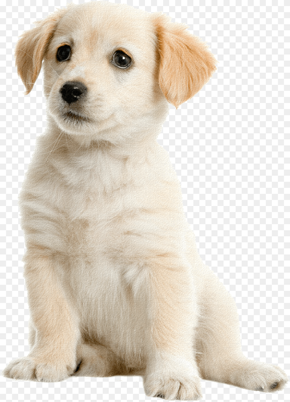 Labrador Retriever Cream Labrador, Animal, Canine, Dog, Mammal Free Transparent Png