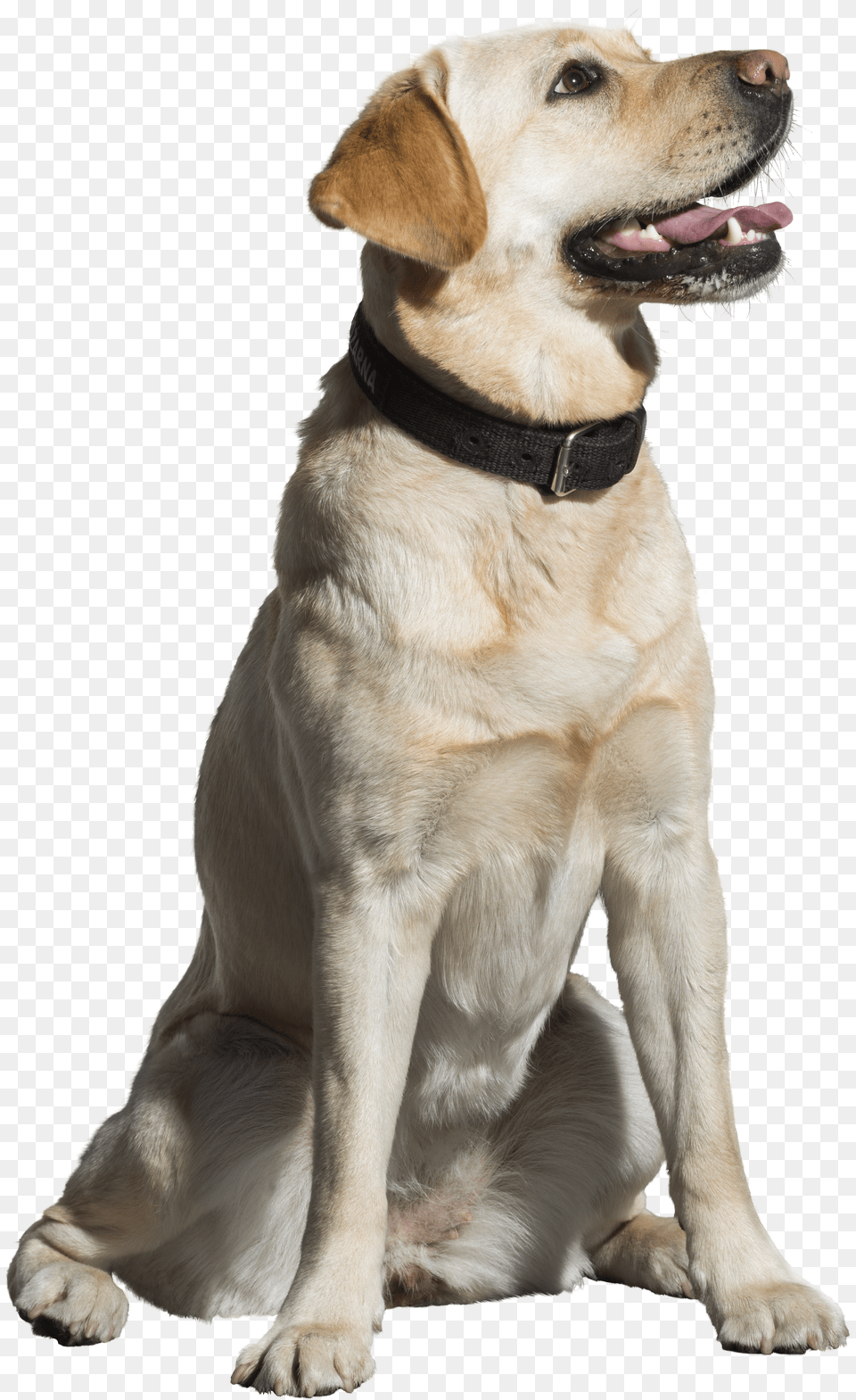 Labrador Retriever Dog, Animal, Bird, Penguin, Person Free Png Download