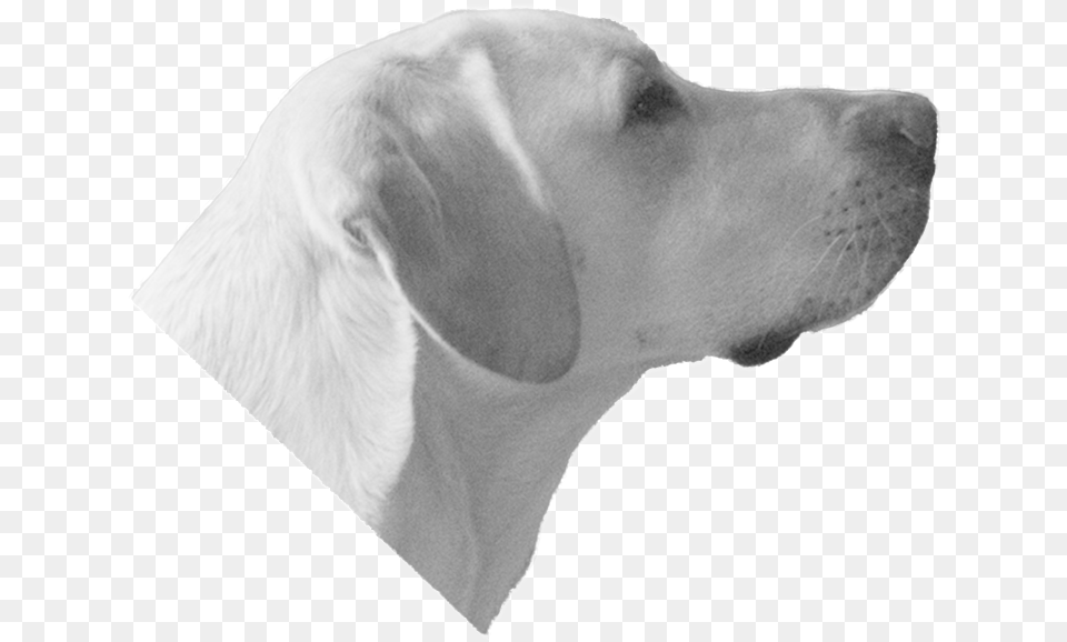 Labrador Retriever Dog Head Background, Animal, Canine, Pet, Labrador Retriever Free Png Download