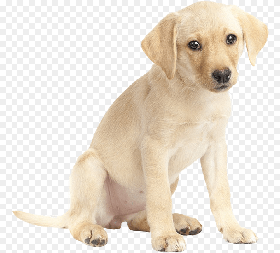 Labrador Retriever Download Image Imagenes De Un, Animal, Canine, Dog, Labrador Retriever Free Transparent Png