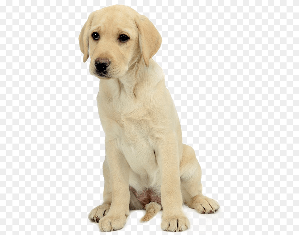 Labrador Retriever Download Labrador Retriever, Animal, Canine, Dog, Mammal Free Png