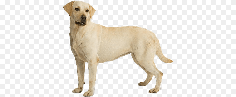Labrador Retriever File Download Labrador Dog Hd, Animal, Canine, Labrador Retriever, Mammal Png Image