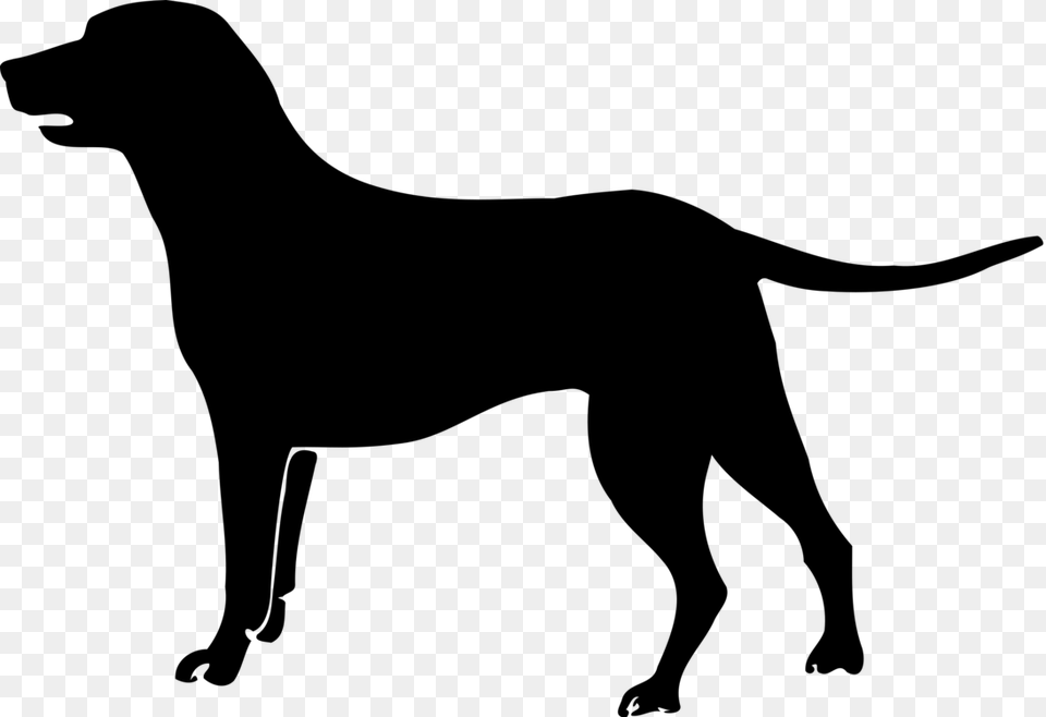 Labrador Retriever Havanese Dog Puppy Poodle Bichon Frise, Gray Png