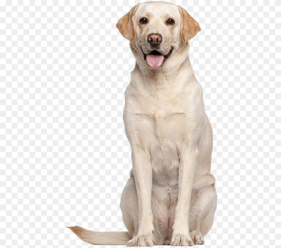 Labrador Retriever High Quality Labrador Adult, Animal, Canine, Dog, Labrador Retriever Free Png