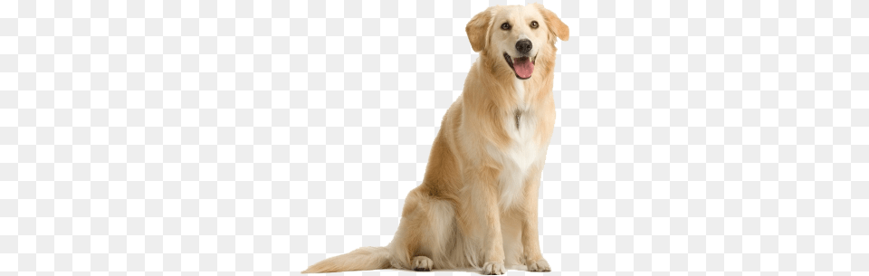 Labrador Retriever Images Download All The Dogs In The World, Animal, Canine, Dog, Golden Retriever Free Png