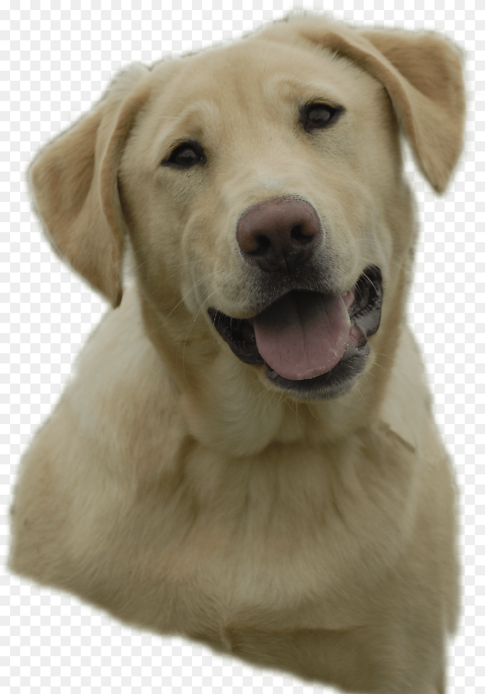 Labrador Retriever Images Download Yellow Lab Clip Art Png