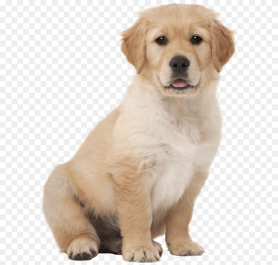 Labrador Retriever Images Short Hair Golden Retriever, Animal, Canine, Dog, Mammal Free Png Download