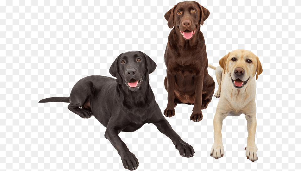 Labrador Retriever Pricing Introduction To Genetic Analysis 11th Edition, Animal, Canine, Dog, Labrador Retriever Free Png Download